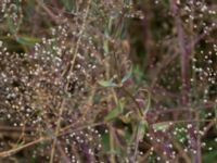 Gypsophila paniculata Borgeby, Kävlinge, Skåne, Sweden 20150830_0006