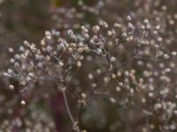 Gypsophila paniculata Borgeby, Kävlinge, Skåne, Sweden 20150830_0007