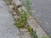 Gypsophila repens Skyttelgatan, Malmö, Skåne, Sweden 20190731_0028