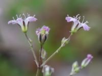 Gypsophila repens Skyttelgatan, Malmö, Skåne, Sweden 20190731_0029