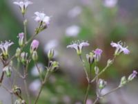 Gypsophila repens Skyttelgatan, Malmö, Skåne, Sweden 20190731_0031