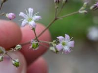 Gypsophila repens Skyttelgatan, Malmö, Skåne, Sweden 20190731_0032