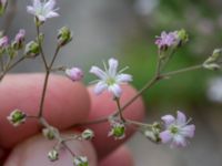 Gypsophila repens Skyttelgatan, Malmö, Skåne, Sweden 20190731_0033-2