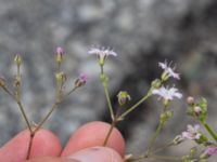 Gypsophila repens Skyttelgatan, Malmö, Skåne, Sweden 20190731_0039