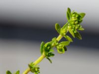 Herniaria glabra Hamnen, Simrishamn, Skåne, Sweden 20190417_0083