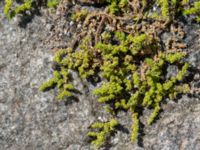 Herniaria glabra Inre hamnen, Malmö, Skåne, Sweden 20170715_0032