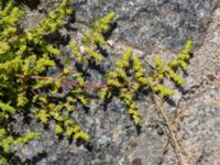 Herniaria glabra Inre hamnen, Malmö, Skåne, Sweden 20170715_0033