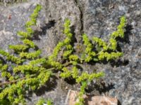 Herniaria glabra Inre hamnen, Malmö, Skåne, Sweden 20170715_0036