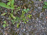 Herniaria glabra Lokstallarna, Malmö, Skåne, Sweden 20170809_0037