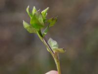 Herniaria glabra Norra Malmgatan, Grönhögen, Mörbylånga, Öland, Sweden 20160410_0173