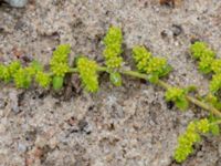 Herniaria glabra Ridhuset, Klagshamns udde, Malmö, Skåne, Sweden 20160608_0017