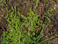 Herniaria glabra Säbyholmsvägen, Landskrona, Skåne, Sweden 20160711_0134