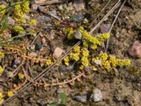 Herniaria glabra Viaduktängarna, Bunkeflostrand, Malmö, Skåne, Sweden 20160625_0115