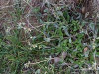 Holosteum umbellatum Åkerby, Mörbylånga, Öland, Sweden 20160410_0041