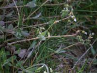 Holosteum umbellatum Åkerby, Mörbylånga, Öland, Sweden 20160410_0043