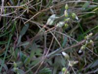 Holosteum umbellatum Åkerby, Mörbylånga, Öland, Sweden 20160410_0046