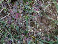 Holosteum umbellatum Åkerby, Mörbylånga, Öland, Sweden 20160410_0047