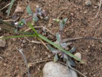 Holosteum umbellatum Åkerby, Mörbylånga, Öland, Sweden 20160410_0048