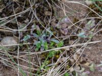 Holosteum umbellatum Åkerby, Mörbylånga, Öland, Sweden 20160410_0049