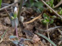 Holosteum umbellatum Åkerby, Mörbylånga, Öland, Sweden 20160410_0052