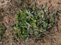 Holosteum umbellatum Åkerby, Mörbylånga, Öland, Sweden 20160410_0072