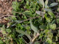 Holosteum umbellatum Åkerby, Mörbylånga, Öland, Sweden 20160410_0073