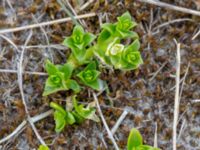 Honchenya peploides Dynerna mellan brygga 2 och 3, Ribersborg, Malmö, Skåne, Sweden 20190508_0079