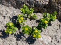 Honckenya peploides ssp. peploides Steninge naturreservat, Falkenberg, Halland, Sweden 20160605_0113