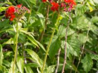 Lychnis chalcedonica Åkerlund och Rausings väg, Lund, Skåne, Sweden 20170727_0020