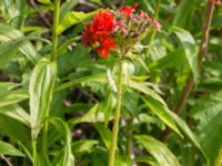 Lychnis chalcedonica Åkerlund och Rausings väg, Lund, Skåne, Sweden 20170727_0021