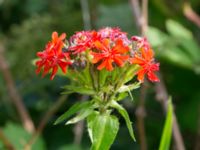 Lychnis chalcedonica Åkerlund och Rausings väg, Lund, Skåne, Sweden 20170727_0022