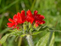 Lychnis chalcedonica Ödetomt, Åstorp, Skåne, Sweden 20220618_0091