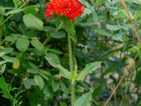 Lychnis chalcedonica Lagerbrings väg, Lund, Skåne, Sweden 20190712_0070