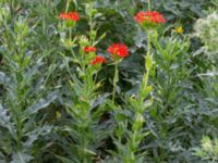 Lychnis chalcedonica Svanetorpsvägen, Åkarp, Lomma, Skåne, Sweden 20160629_0002