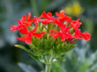 Lychnis chalcedonica Svanetorpsvägen, Åkarp, Lomma, Skåne, Sweden 20160629_0003