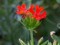 Lychnis chalcedonica Svanetorpsvägen, Åkarp, Lomma, Skåne, Sweden 20160629_0004