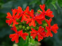 Lychnis chalcedonica Svanetorpsvägen, Åkarp, Lomma, Skåne, Sweden 20160629_0007