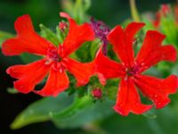 Lychnis chalcedonica Svanetorpsvägen, Åkarp, Lomma, Skåne, Sweden 20160629_0008