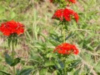 Lychnis chalcedonica Svanetorpsvägen, Åkarp, Lomma, Skåne, Sweden 20160716_0023