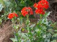 Lychnis chalcedonica Svanetorpsvägen, Åkarp, Lomma, Skåne, Sweden 20160716_0024