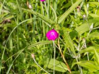 Lychnis coronaria Åkerlund och Rausings väg, Lund, Skåne, Sweden 20170727_0009