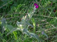 Lychnis coronaria Bäckaforsvägen, Klagshamn, Malmö, Skåne, Sweden 20180908_0038