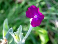 Lychnis coronaria Bäckaforsvägen, Klagshamn, Malmö, Skåne, Sweden 20180908_0039