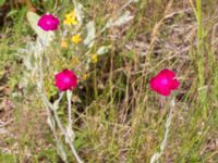 Lychnis coronaria Dagshögsvägen 58, Båstad, Skåne, Sweden 20170709_0127