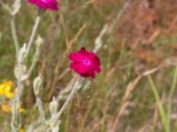 Lychnis coronaria Dagshögsvägen 58, Båstad, Skåne, Sweden 20170709_0129