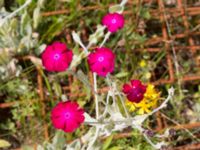 Lychnis coronaria Dagshögsvägen 58, Båstad, Skåne, Sweden 20170709_0131