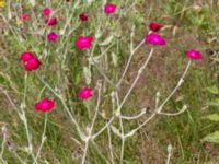 Lychnis coronaria Dagshögsvägen 58, Båstad, Skåne, Sweden 20170709_0133