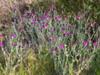 Lychnis coronaria Furehov, Åhus, Kristianstad, Skåne, Sweden 20170719_0203