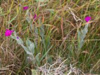 Lychnis coronaria Lokstallarna, Malmö, Skåe, Sweden 20160625_0020