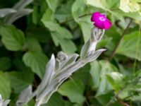 Lychnis coronaria Scheelegatan, Lund, Skåne, Sweden 20160613_0053